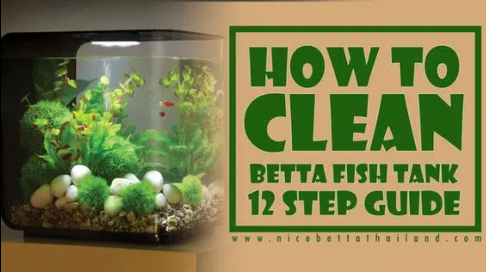 How to care betta fish fry. Care betta fish fry each person has a… by