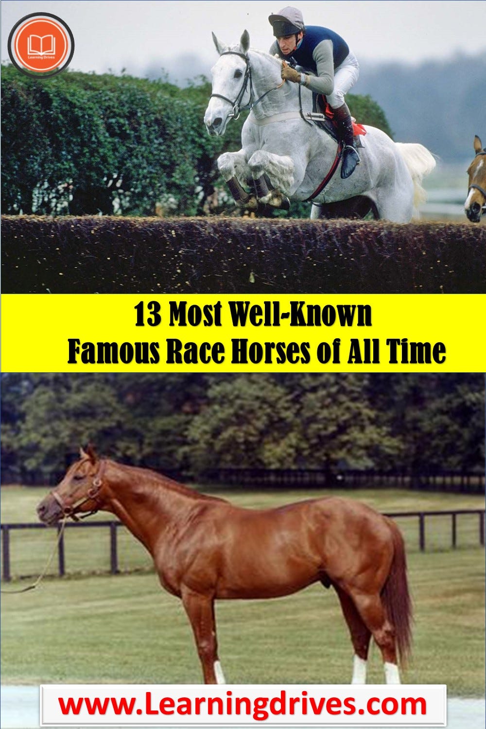 13 Most WellKnown Famous Race Horses of All Time .Horse by Book Info