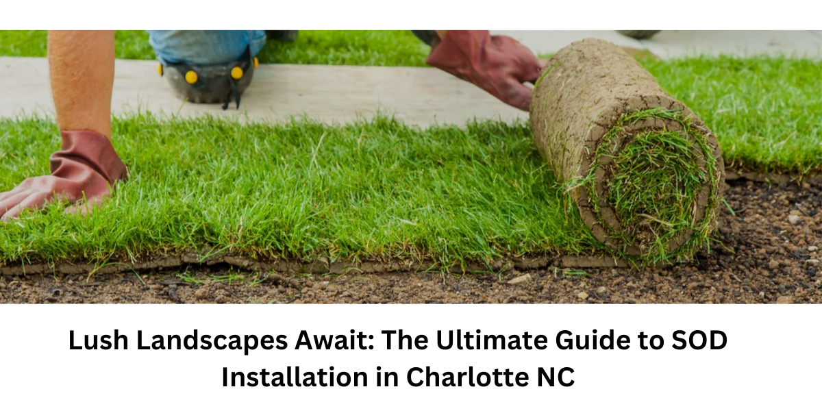 Professional Sod Installation Services in Charlotte by The Wizard of