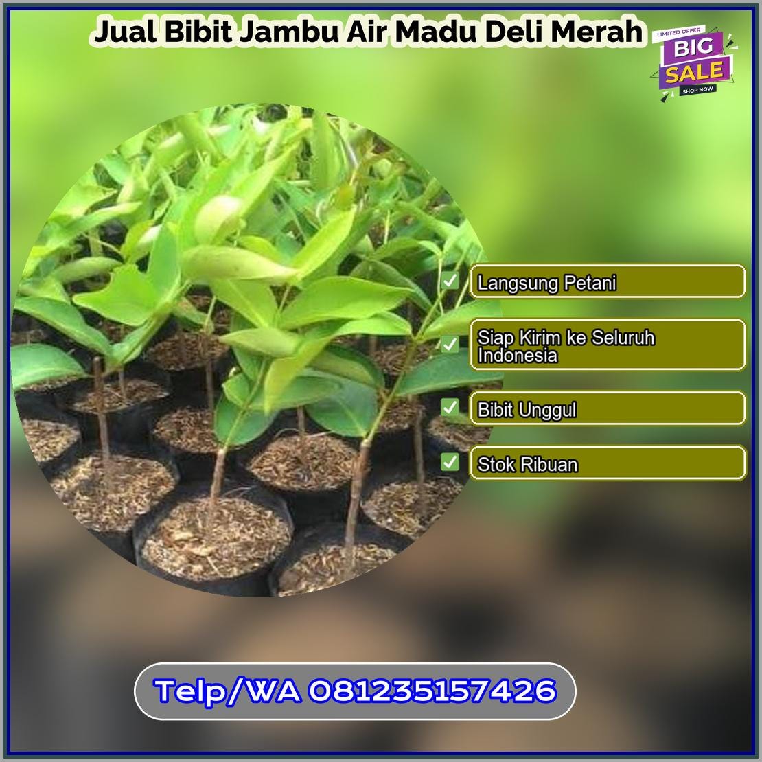 Jual Bibit Jambu Madu Deli Hijau Jumbo - Ammyannarose - Medium