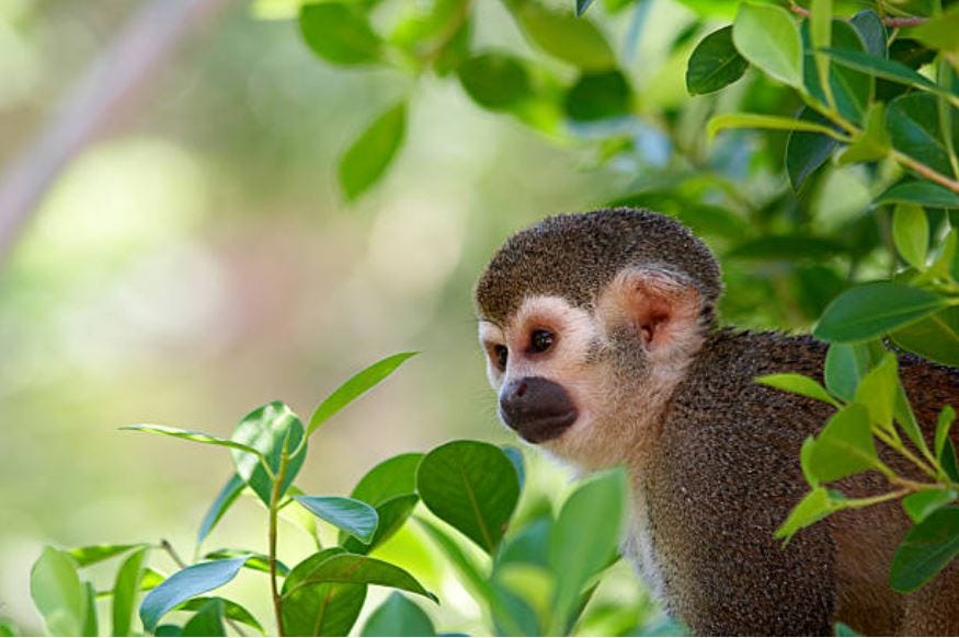 Mata Atlântica é o bioma com mais espécies de fauna e flora ameaçados de  extinção – Legado das Águas