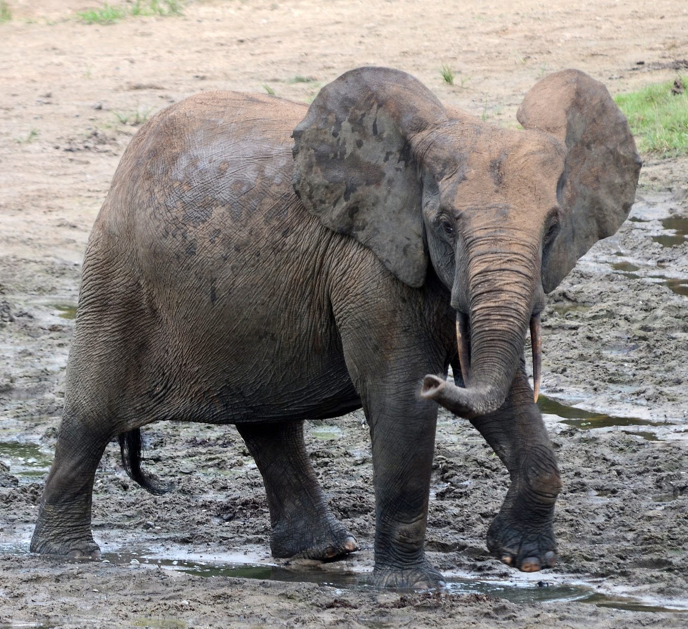 I believe stories of Mokele-Mbembe are derived from elephants