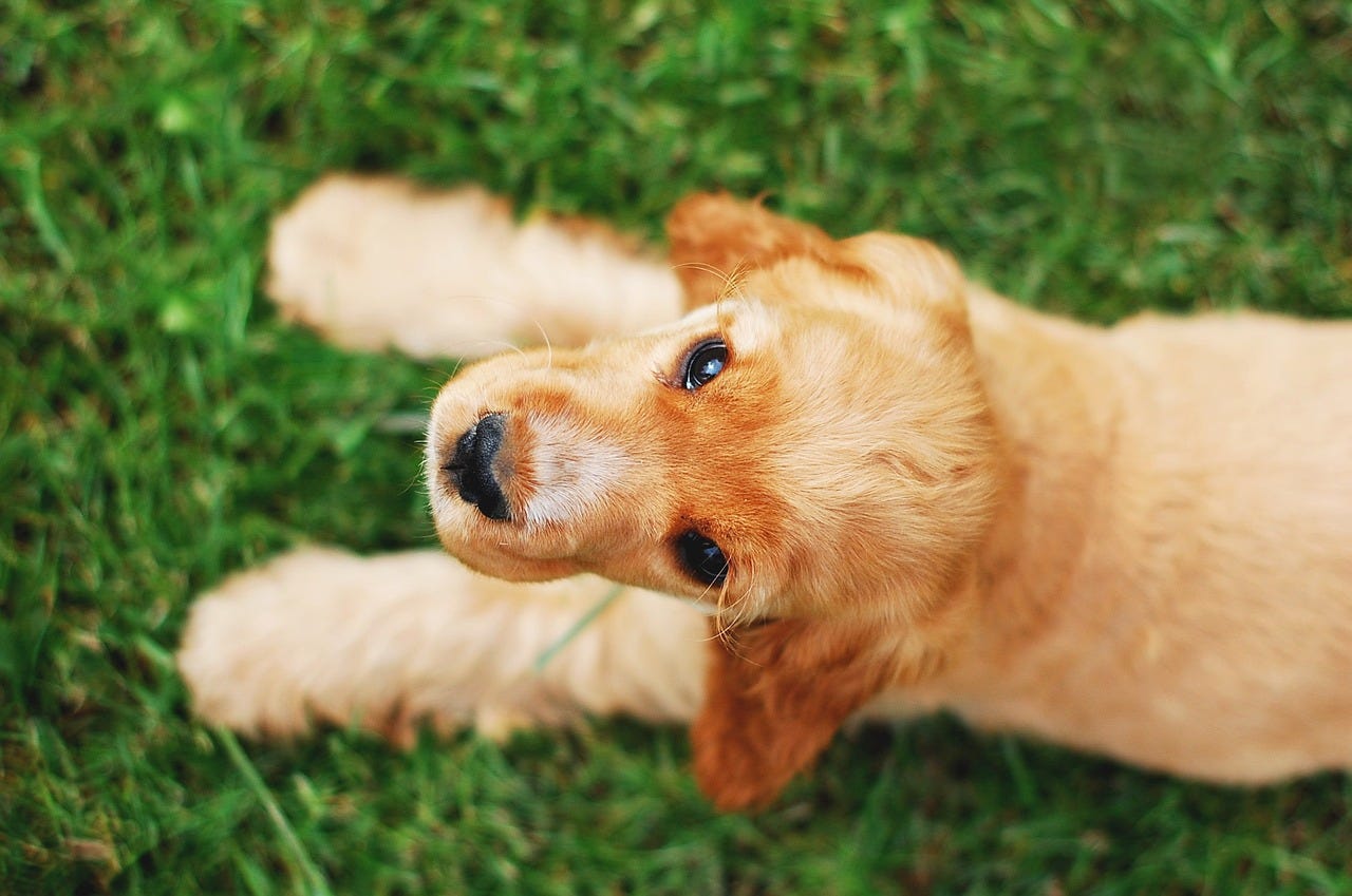 Are English Cocker Spaniels Hypoallergenic Exploring Allergies