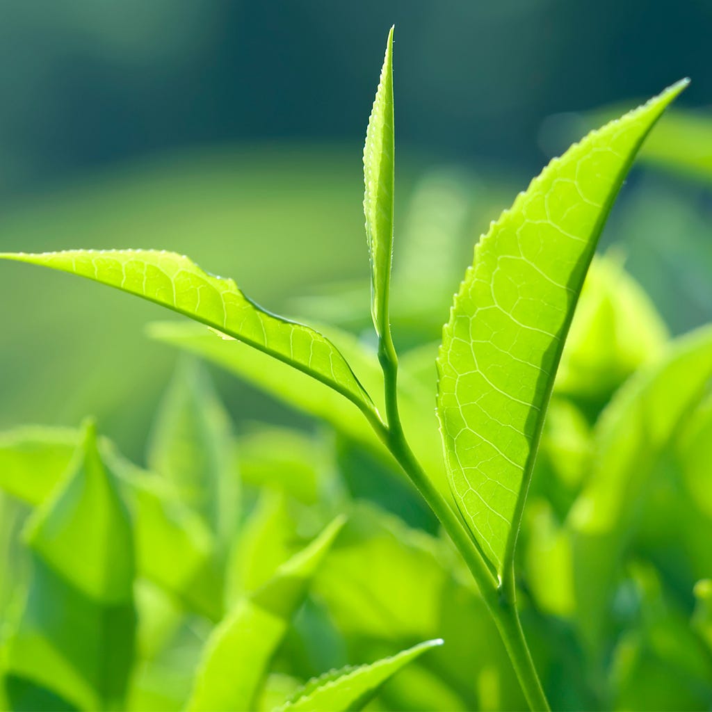 the-benefits-and-uses-of-tea-tree-cleanser-a-comprehensive-guide-by