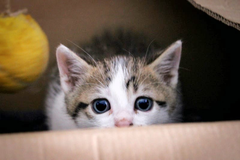 Little Blue House. Renting from the church next door by Roman Newell
