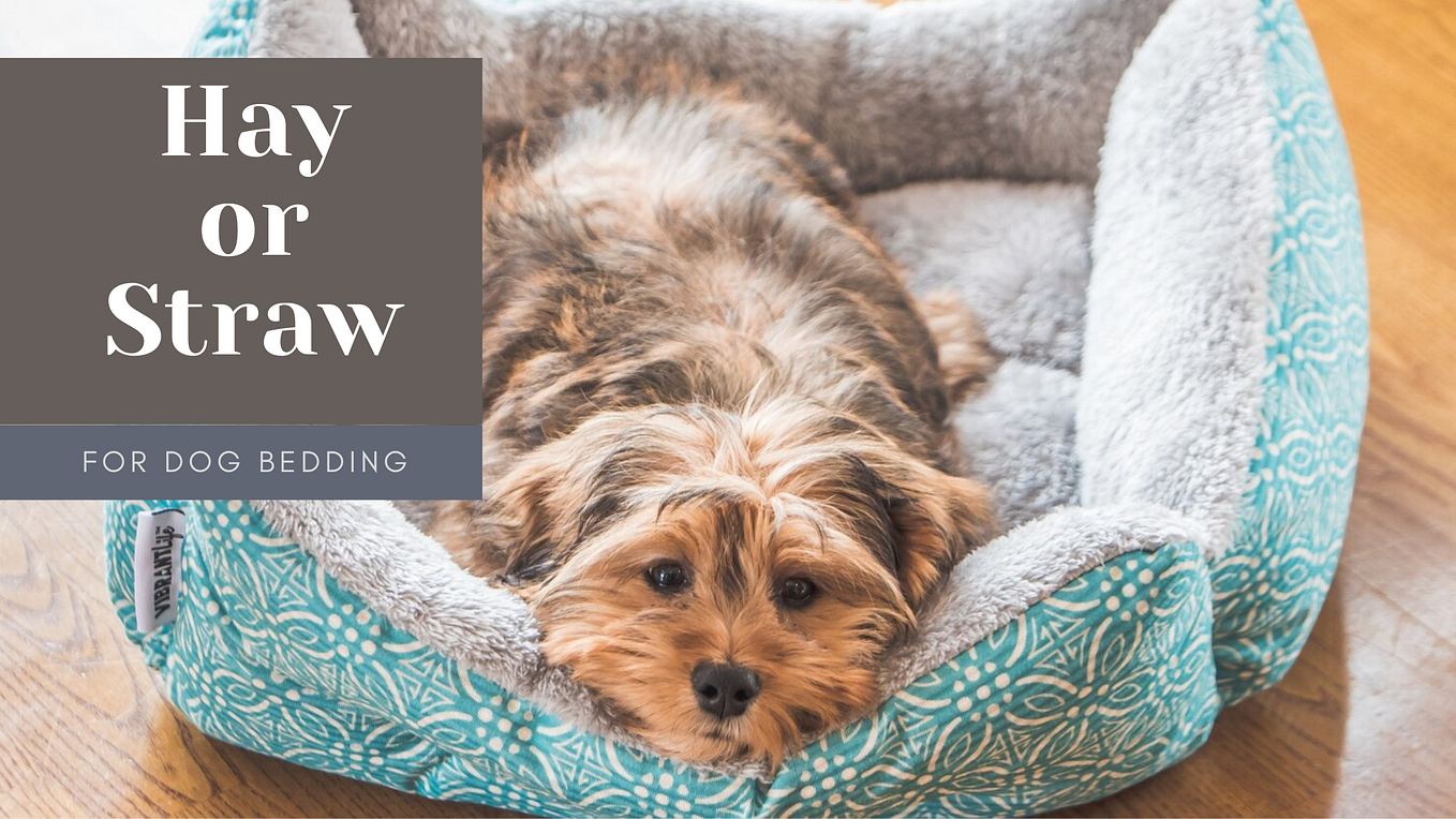 The Ultimate Guide to Choosing the Perfect Dog Bed by Puppienest
