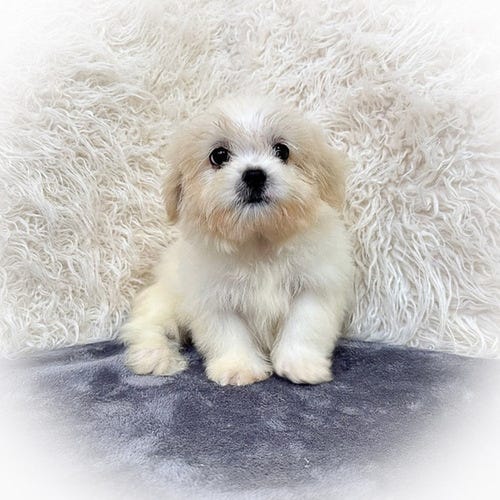 Miniature Toy Poodles for Sale in Houston — Adorable Puppies Available