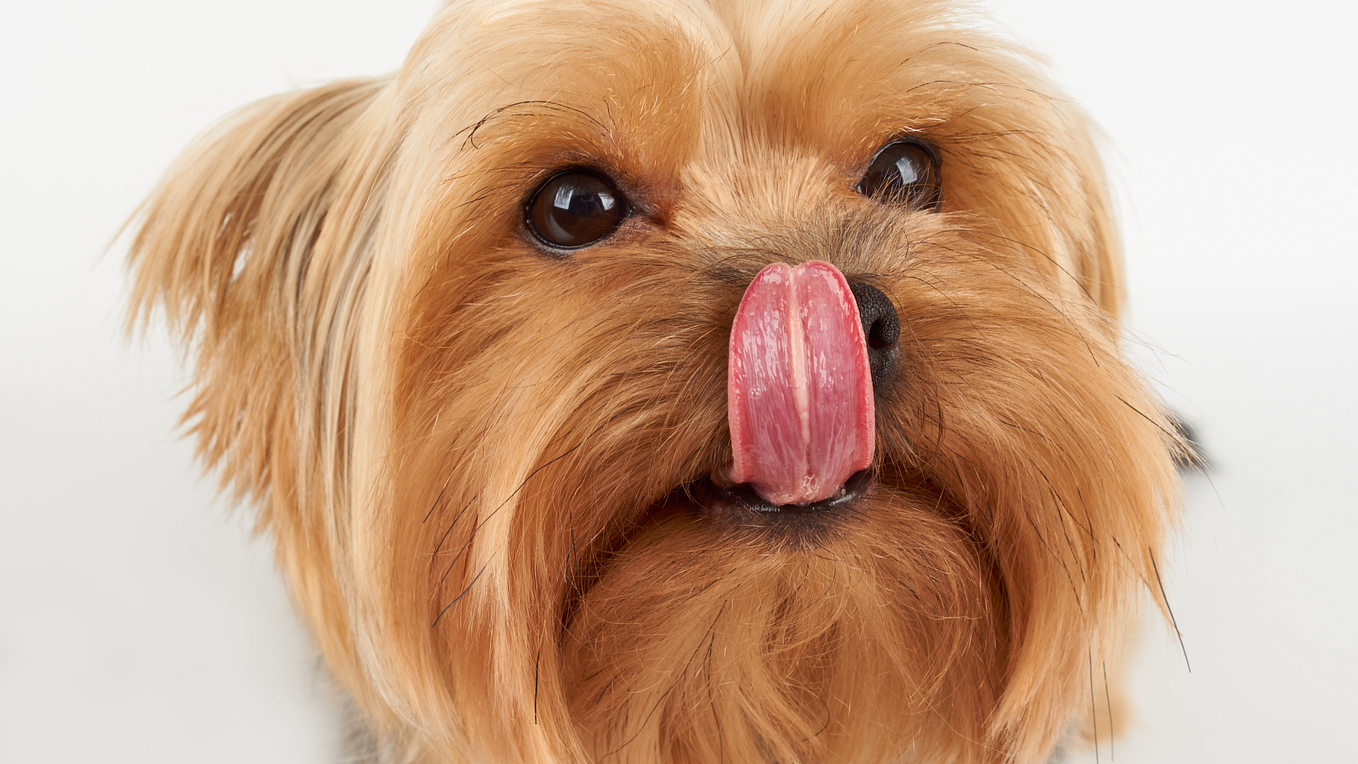 What Are The Dogs Sunbathe Reasons? by Cutepetbox Medium