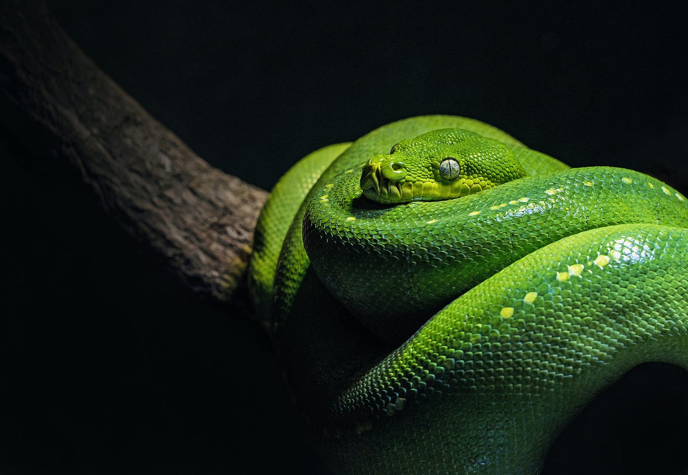 SQL queries in Python. SQL is typically a go-to tool when you… | by ...