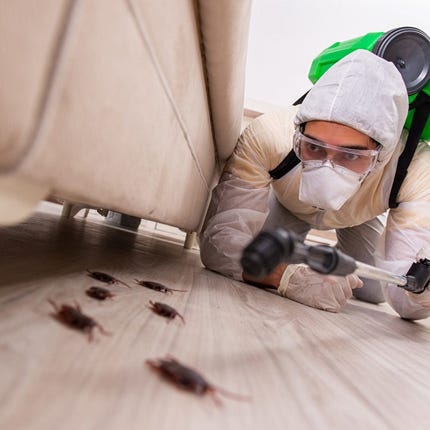Orkin Termite Treatment, Pest Control & Exterminator Service | Orkin