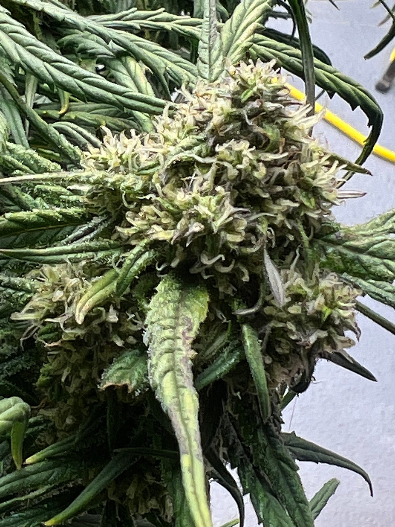 Best Strains of Weed for Migraines by Jerry cannabis dispensary Medium