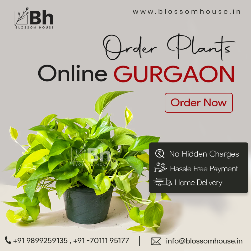 Luxury Flower Delivery Gurgaon BLOSSOM HOUSE Medium