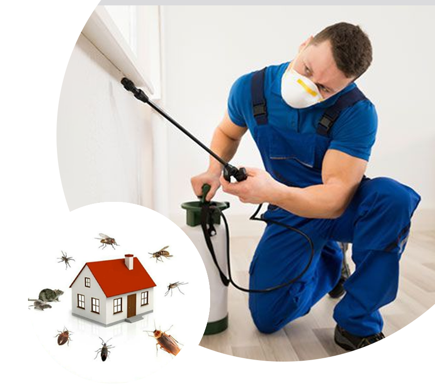 Leading Pest Control Services in Dubai Southernexpress Medium