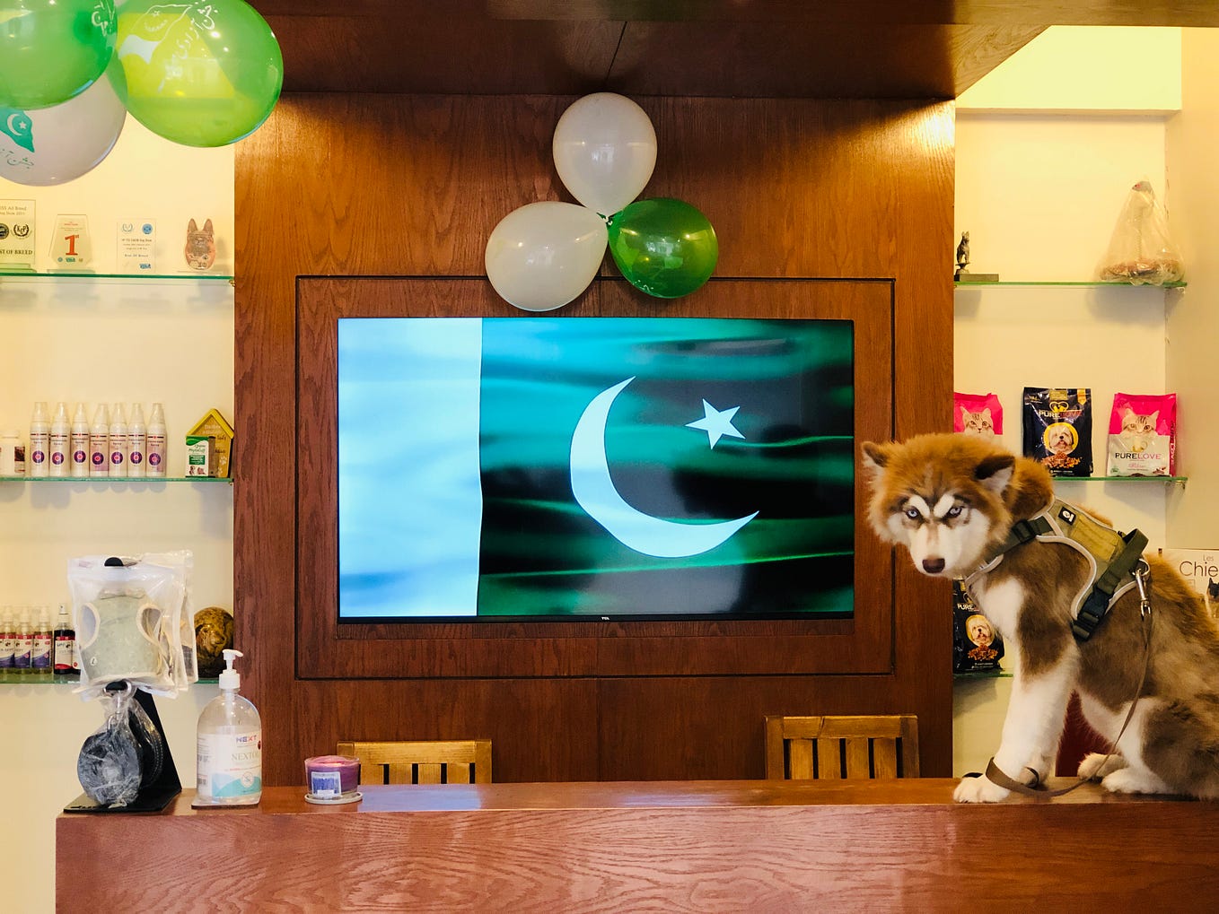 Cat Grooming in Karachi Petcarencure Medium