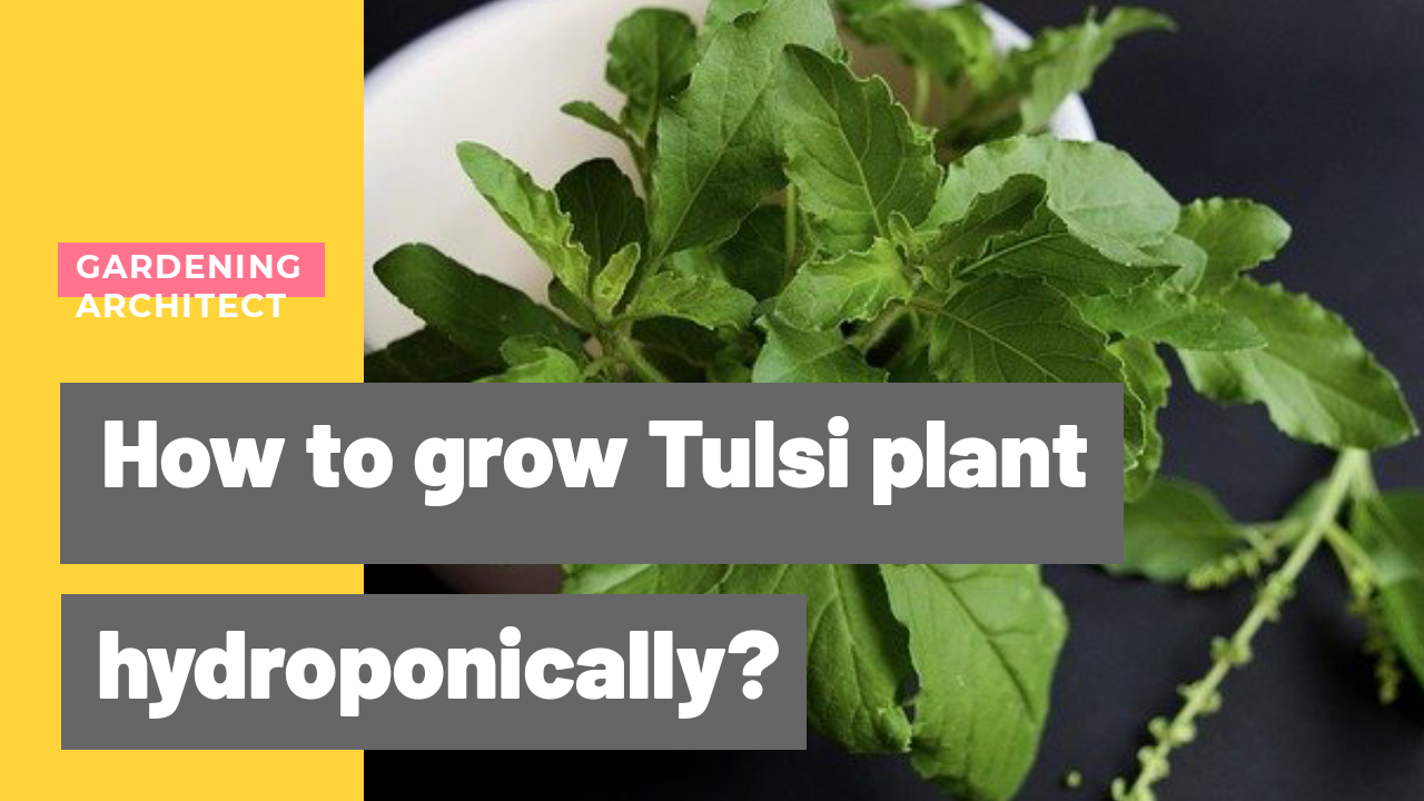 How to do Hydroponic Tulsi Gardening At Home?