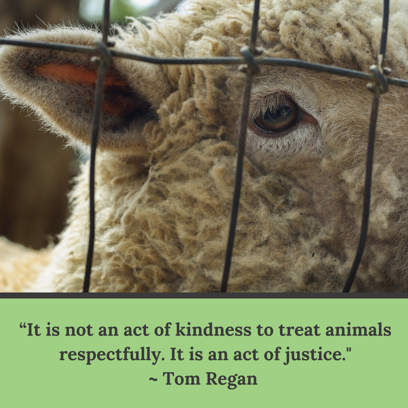 Joining the dots: Animal exploitation, human oppression and ...