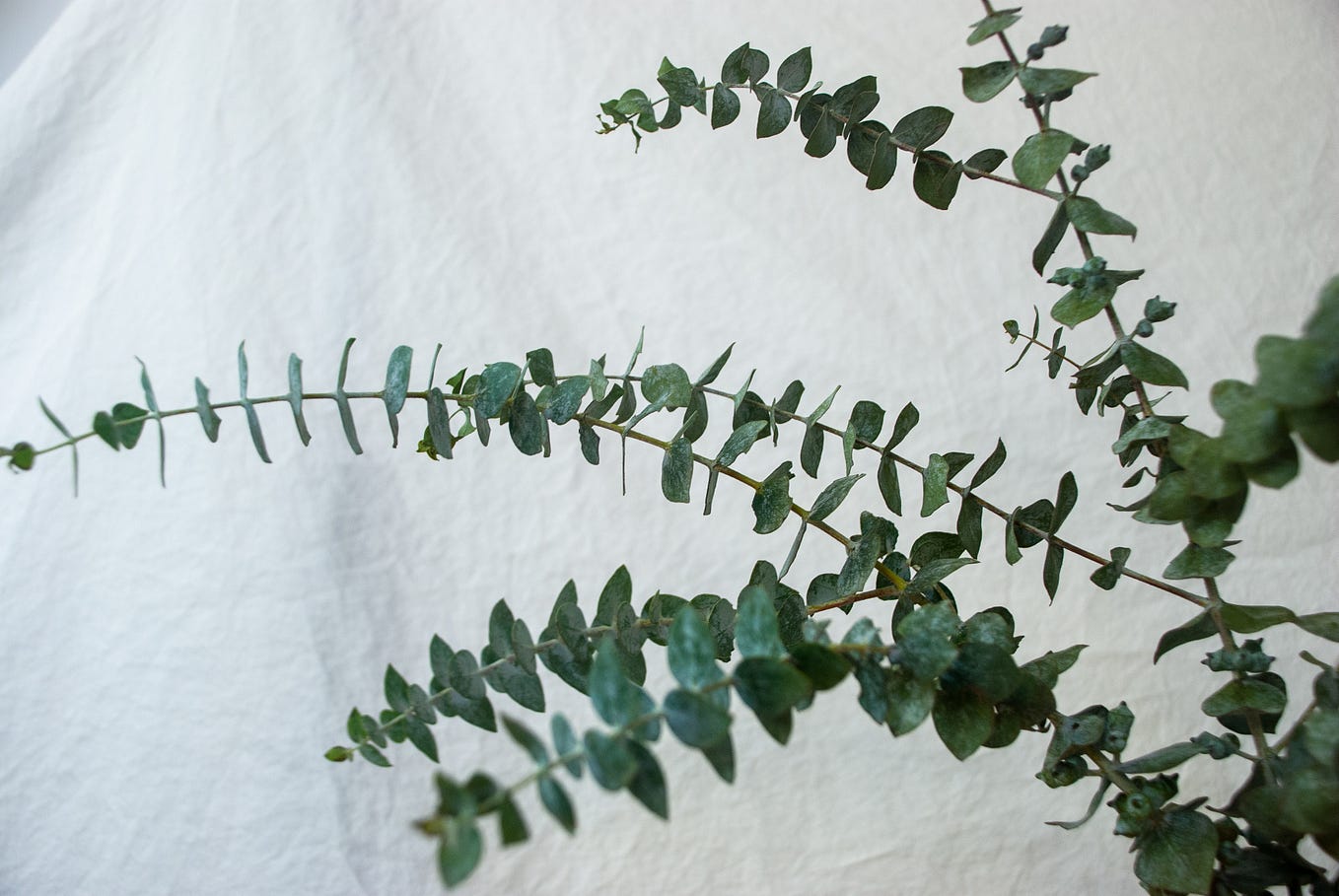 How to decorate your home with Eucalyptus by Regina from LaRolf