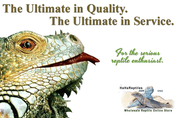 Exotic Pet Store Online. If you are looking for the best… | by Reptile ...