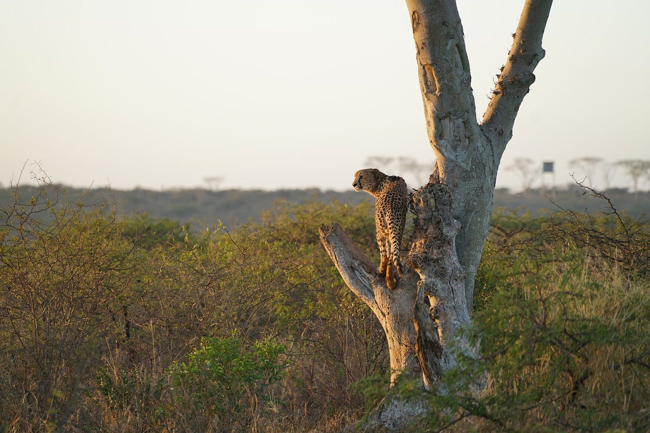 Ellipses, Three Dots, …, or Three Periods in Javascript — A Primer to ...