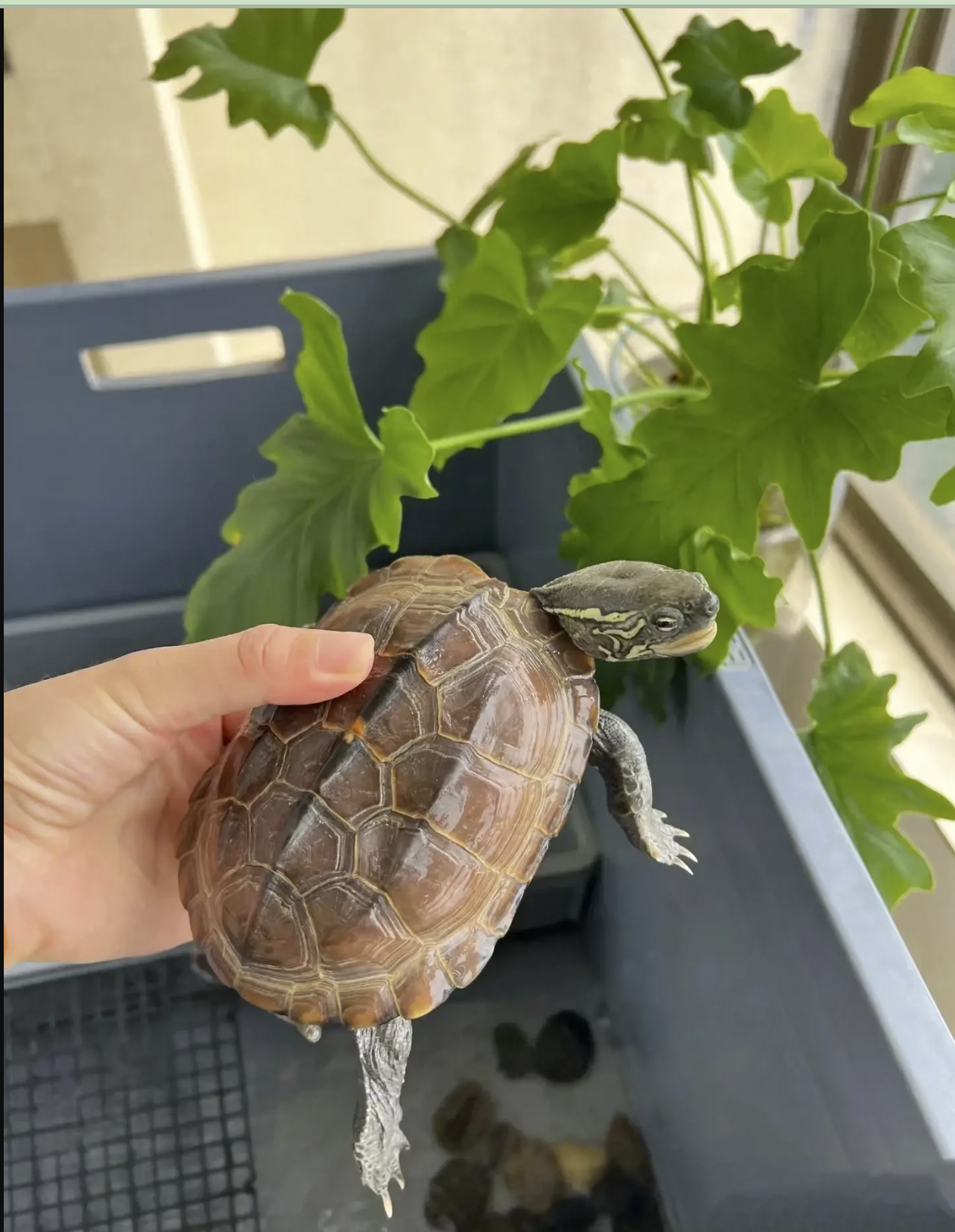 Toongod: The Ultimate Guide To Understanding The Rising Star – Before Everyone Else Does! - aq0qm88