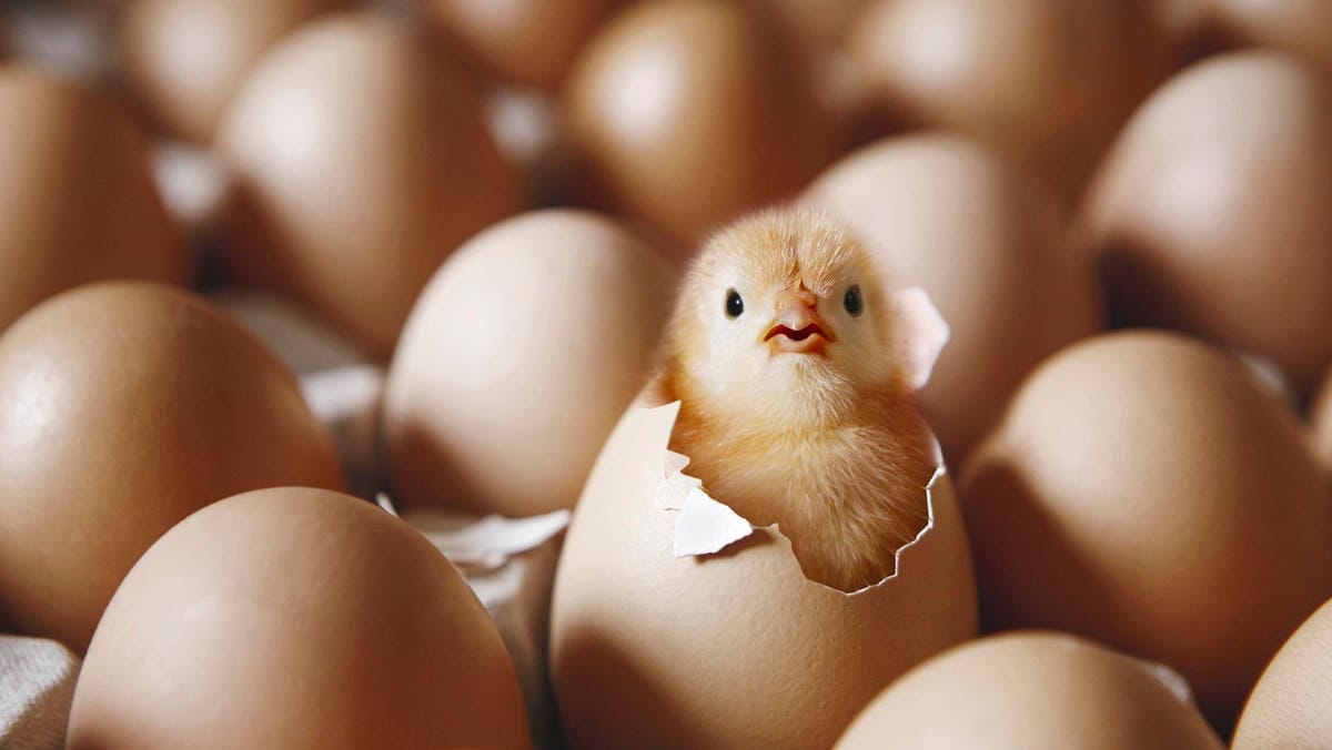 Air-Sniffing Technology Detects Sex Of Chicken Eggs