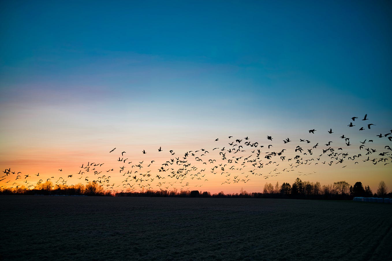 A group of birds are flying across the sunset lit sky