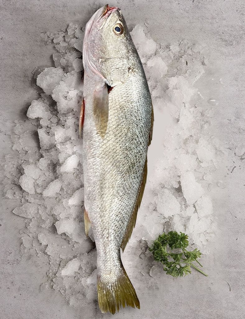 Exploring Tusk Fish in Darwin A Dive into the Waters of Australia’s Top End by Benchmark