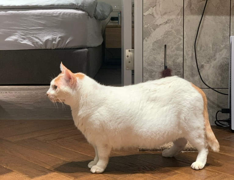 Introduction to C++ Programming: A Beginner’s Guide | by PΛWΛN | Medium