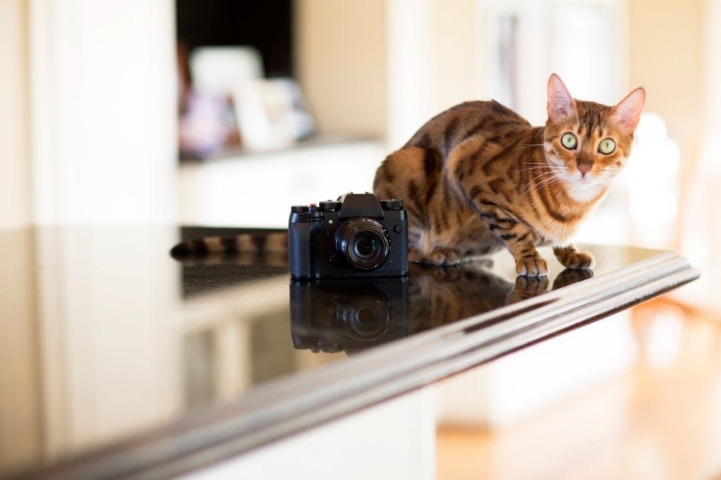 How To Stop A Cat From Pooping On The Floor ICanMeow Medium