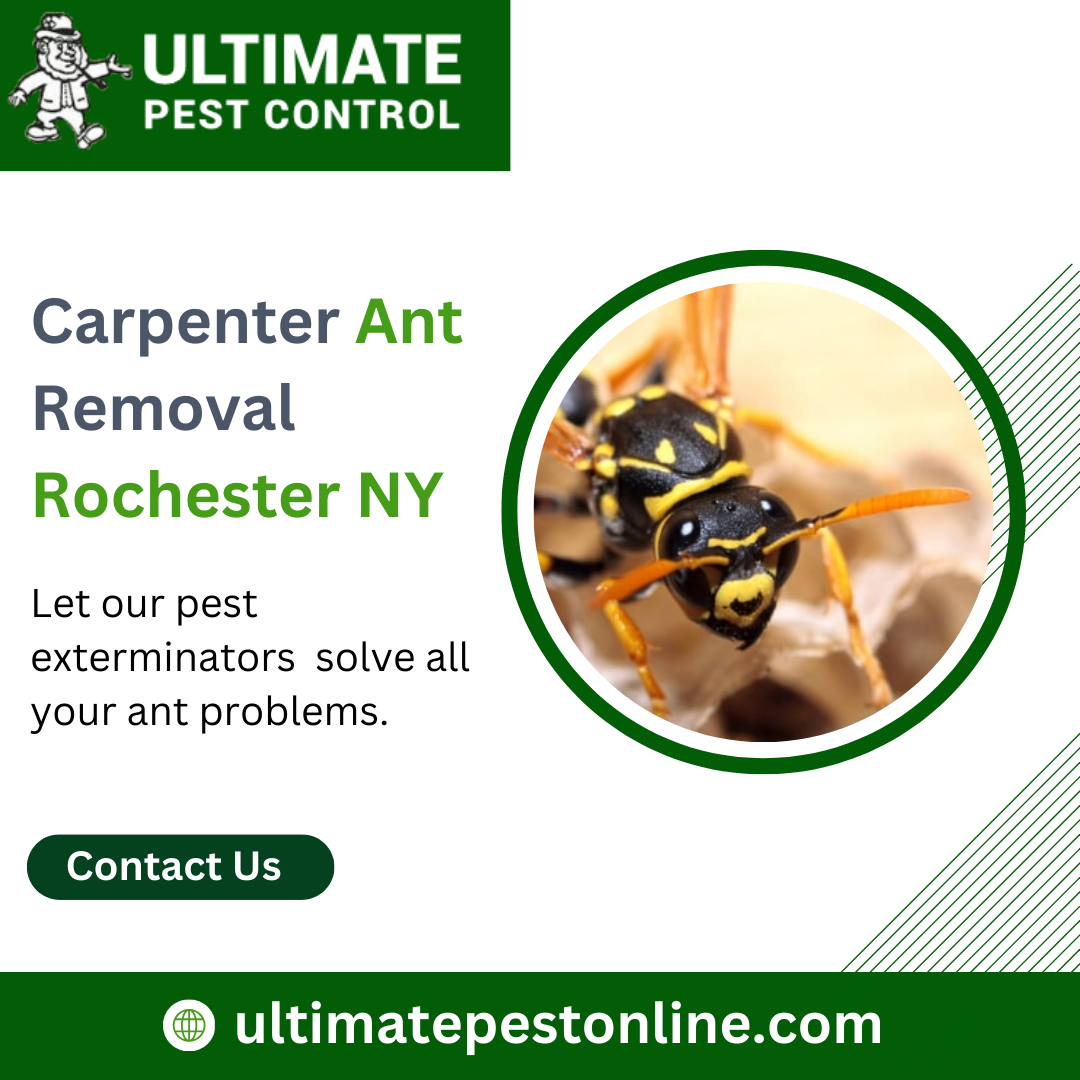 Ultimate Pest Control Trusted Mice Control Experts in Rochester NY