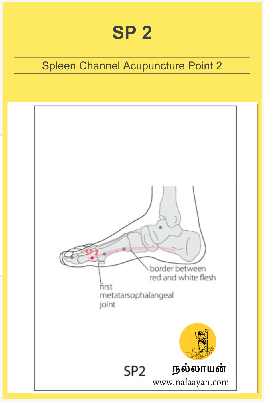 LU 11 Acupuncture Point - The Good Shepherd - Medium