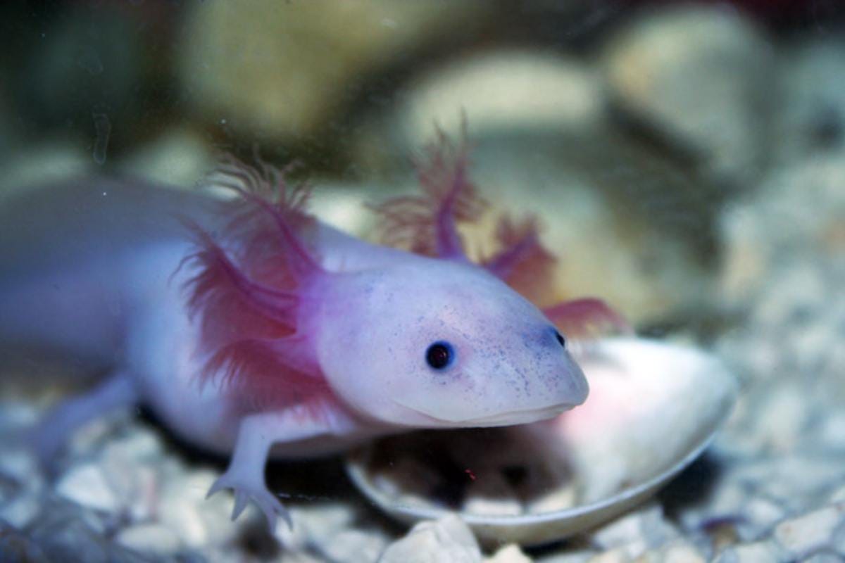 Life Cycle of an Axolotl. Stage 1 Egg Stage by Axolotlgift Medium