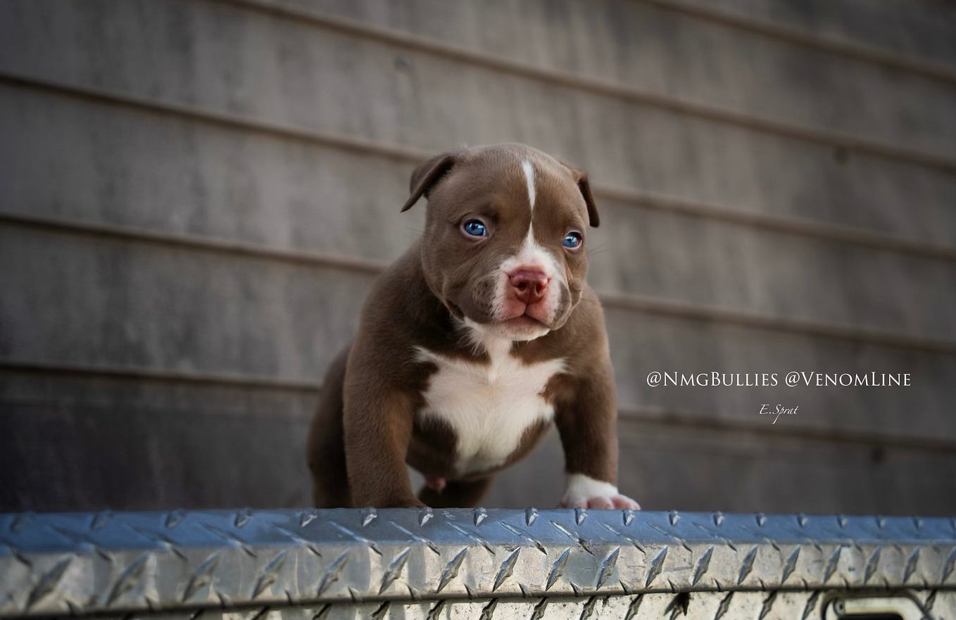 AMAZING TRI COLOR POCKET & MICRO AMERICAN BULLY PUPPIES FOR SALE