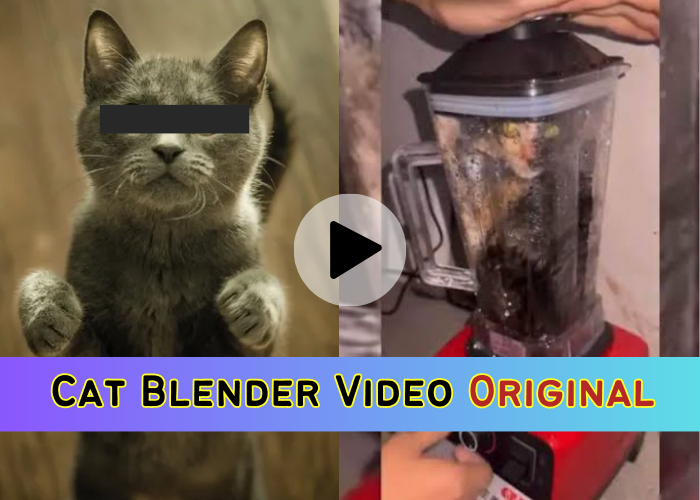 Justin Mohn Video Twitter, Reddit by Cat Blender Medium