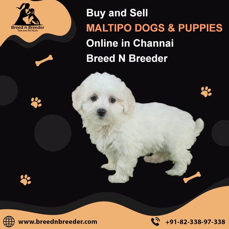 CHOW CHOW IN INDIA. Introduction by Breed n Breeder Medium