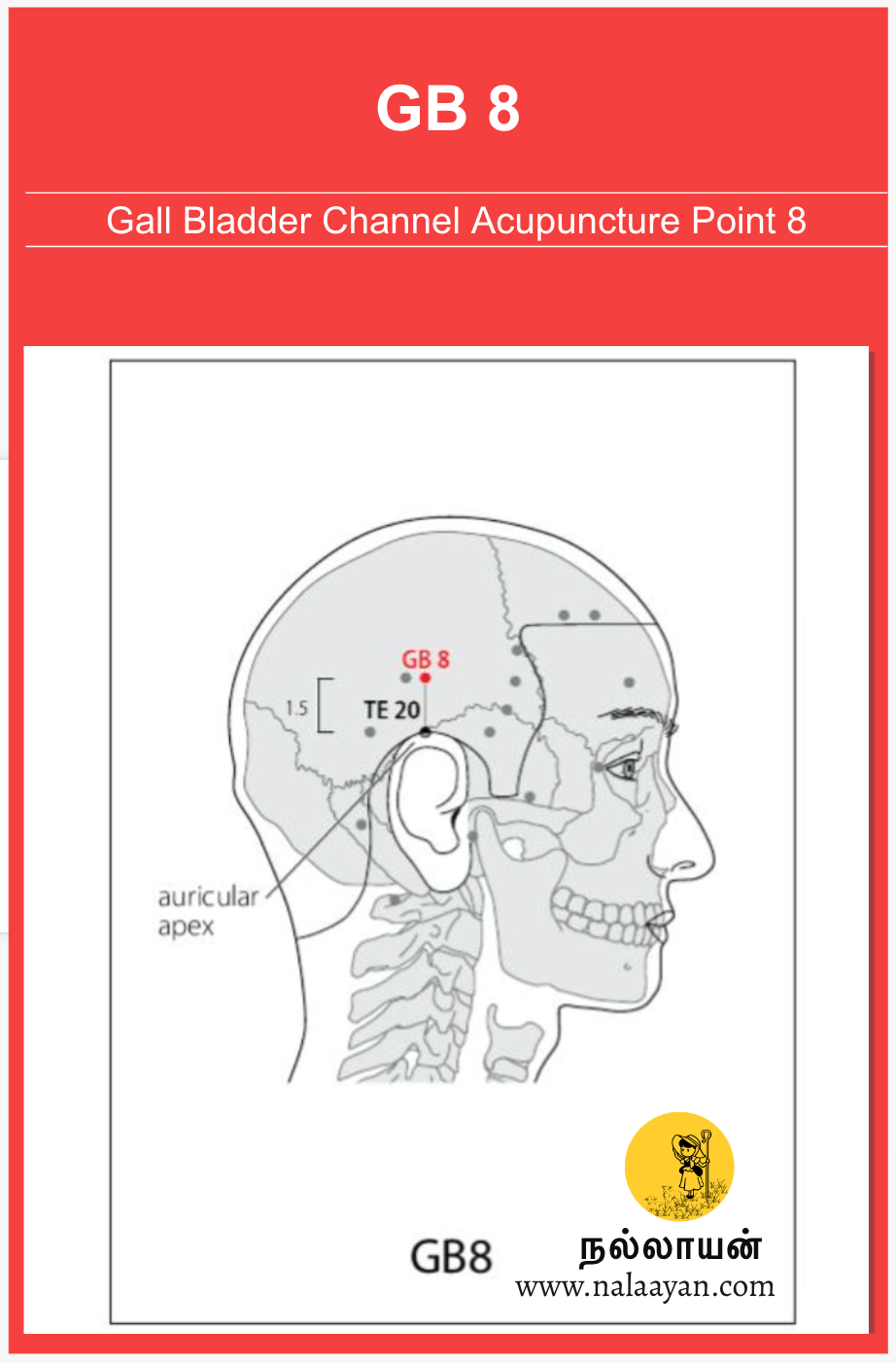 SP 8 Acupuncture Point - The Good Shepherd - Medium