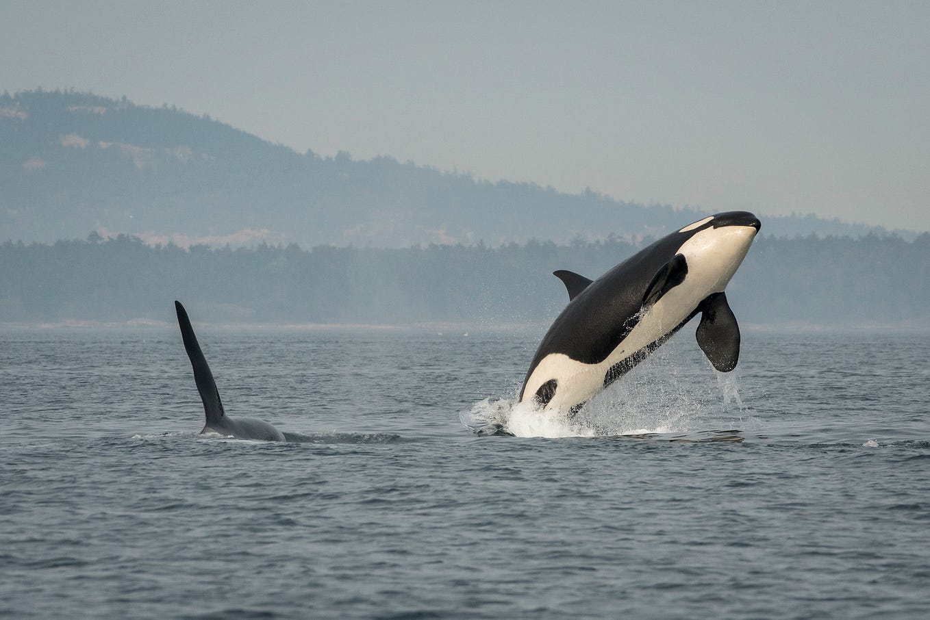 Photo of J16 Southern Resident orca breaching while J26 swims nearby. Photo from Katy Foster/ NOAA Fisheres.