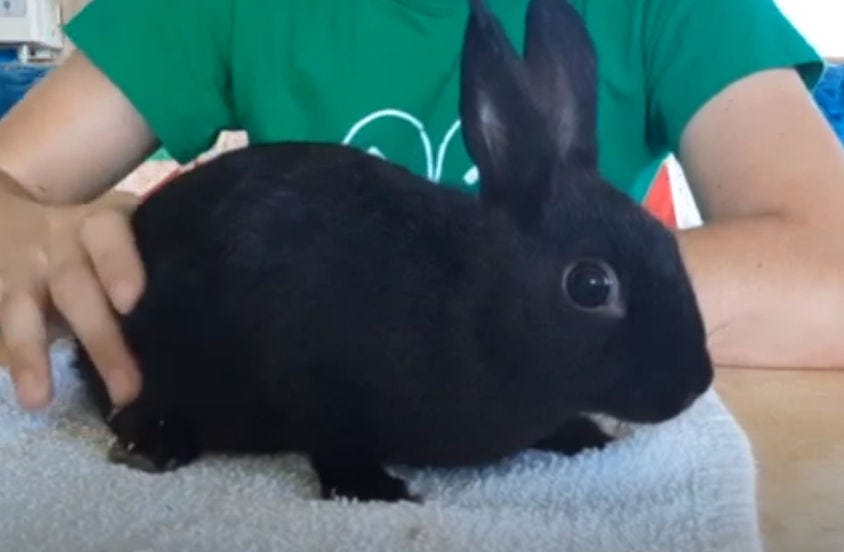 Californian Rabbits The Allure of this Unique Breed RabbitInsight