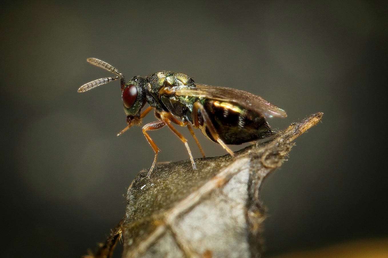Photographing Insects: Adding a Close-up Lens