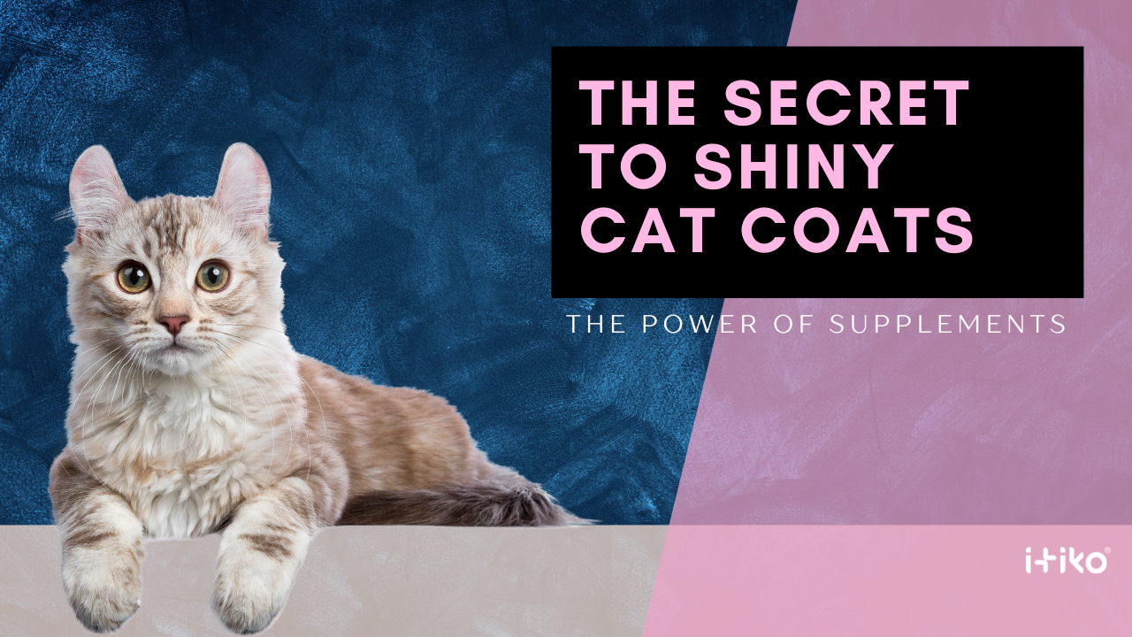 Essential Vitamins for Dogs' Coat Health: Unlocking the Secrets to Shiny Fur