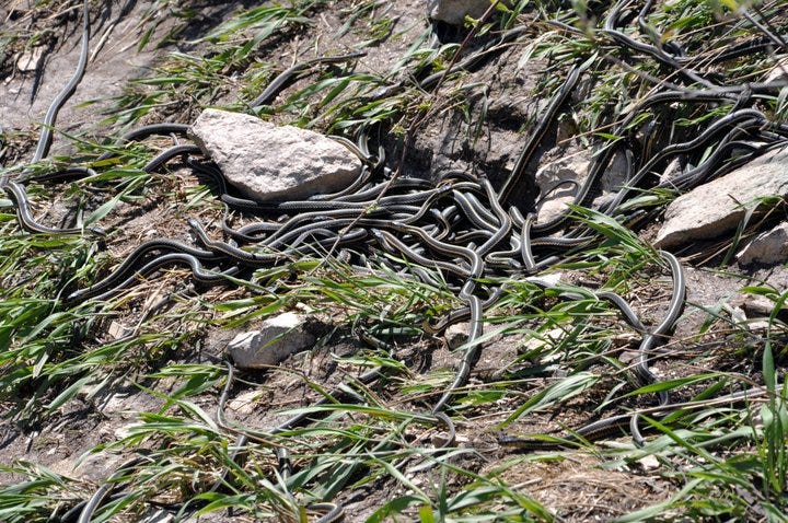 Wild File Q & A: How can snakes climb trees? » CREW Land & Water Trust