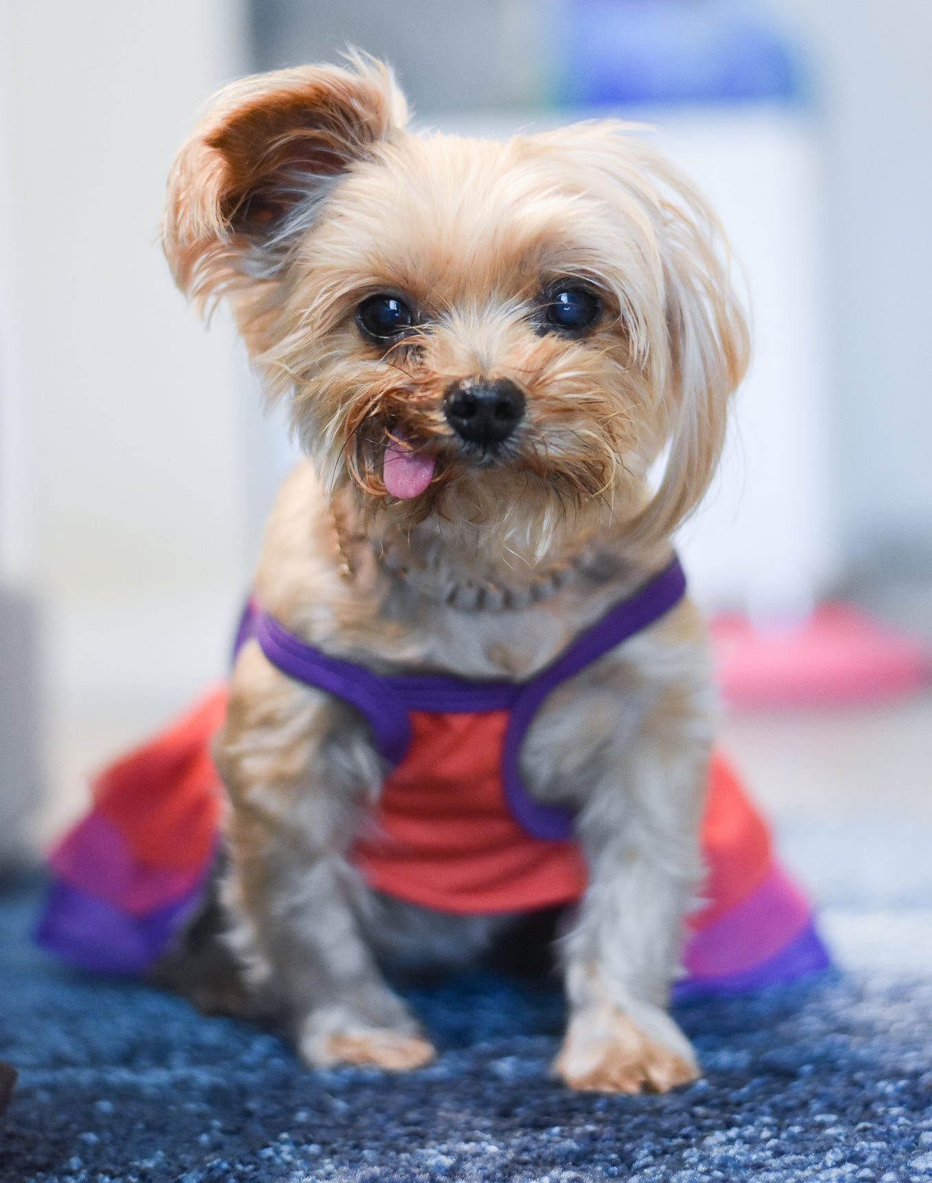 Roo the Yorkie is sitting all dressed up, waiting for attention.