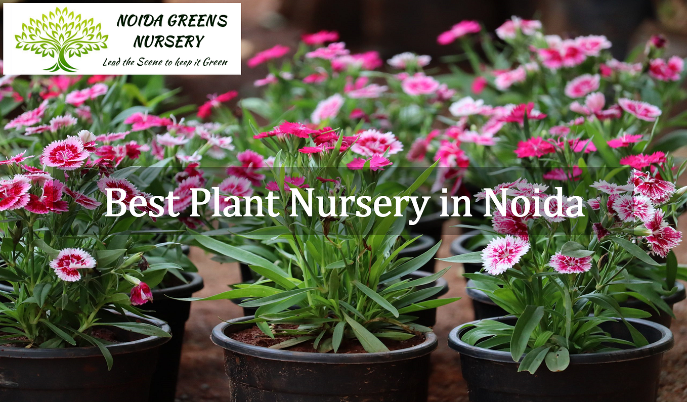 plant nursery in delhi Ncr Noida Greens Medium