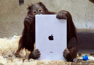 Orangutan Intelligence