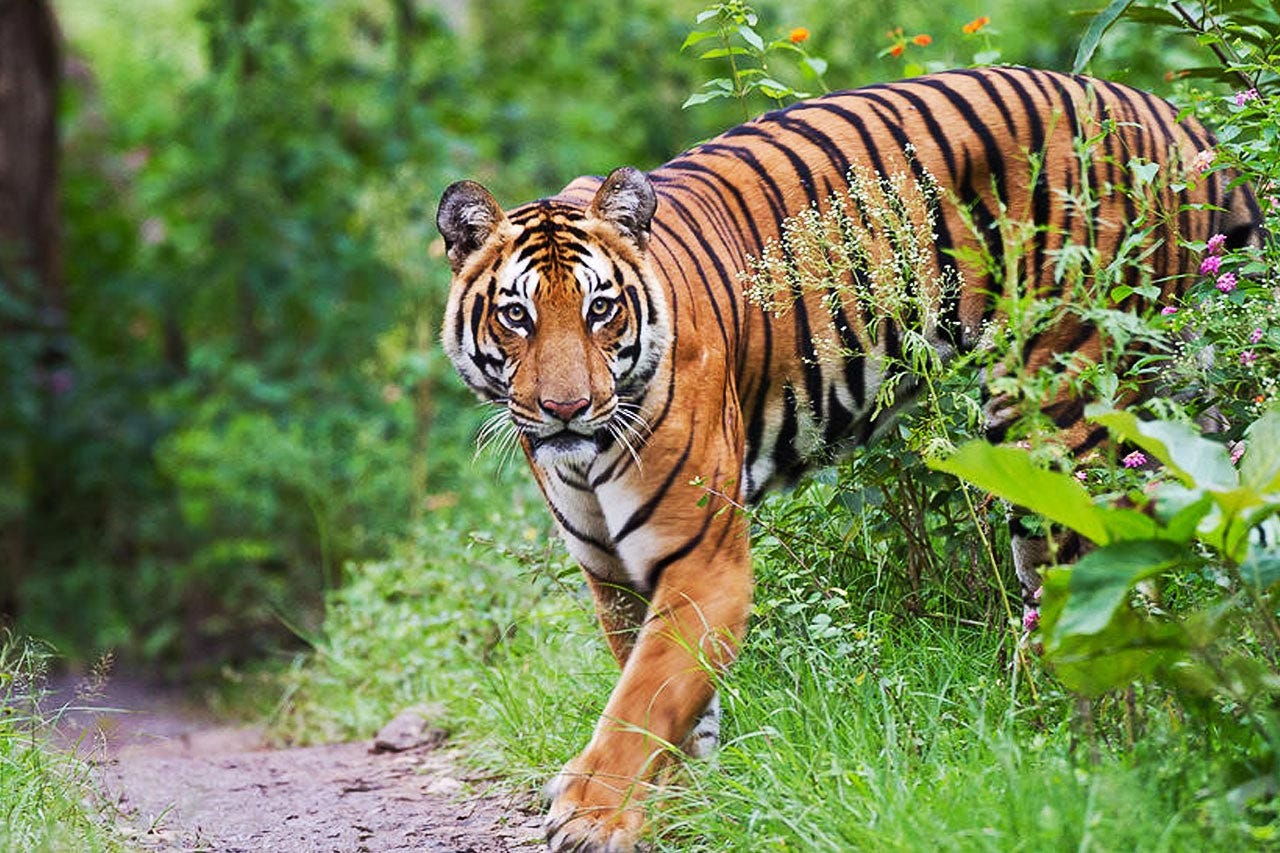 Similipal Tour
