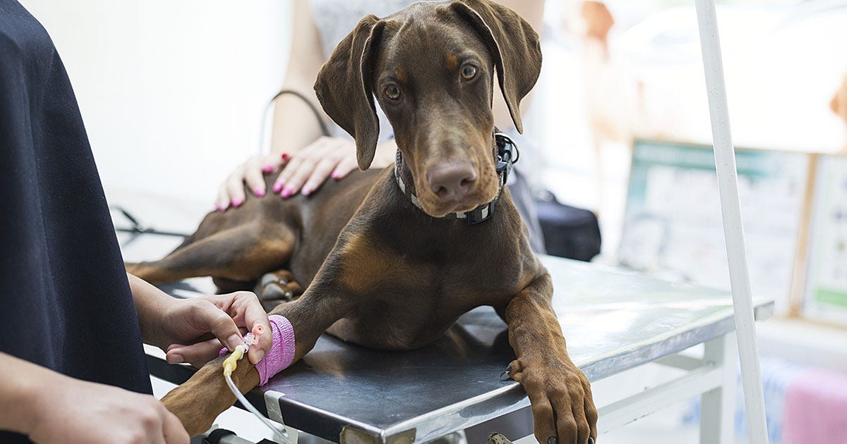 Why My Dog Struggled to Digest Fava Beans and How I Found the Perfect