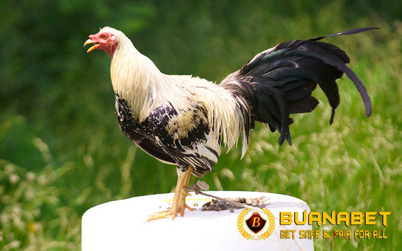 KETAHUI 5 PERBEDAAN AYAM BIRMA ASLI DAN AYAM BIRMA KAISAR | by Stefanny