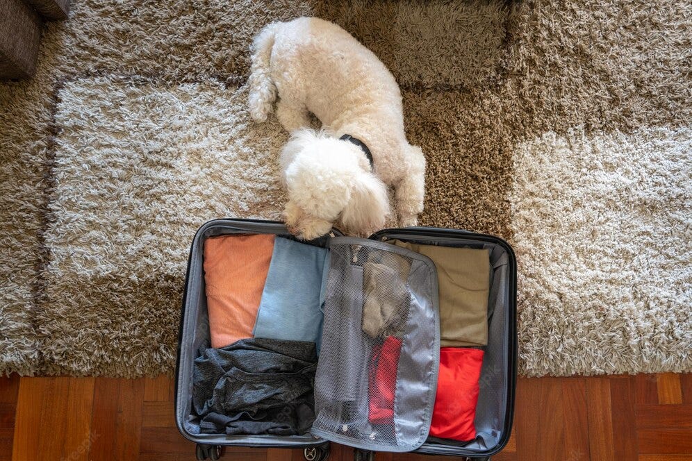 How To Make International Pet Transport Easy On Your Pet? by Best Pet