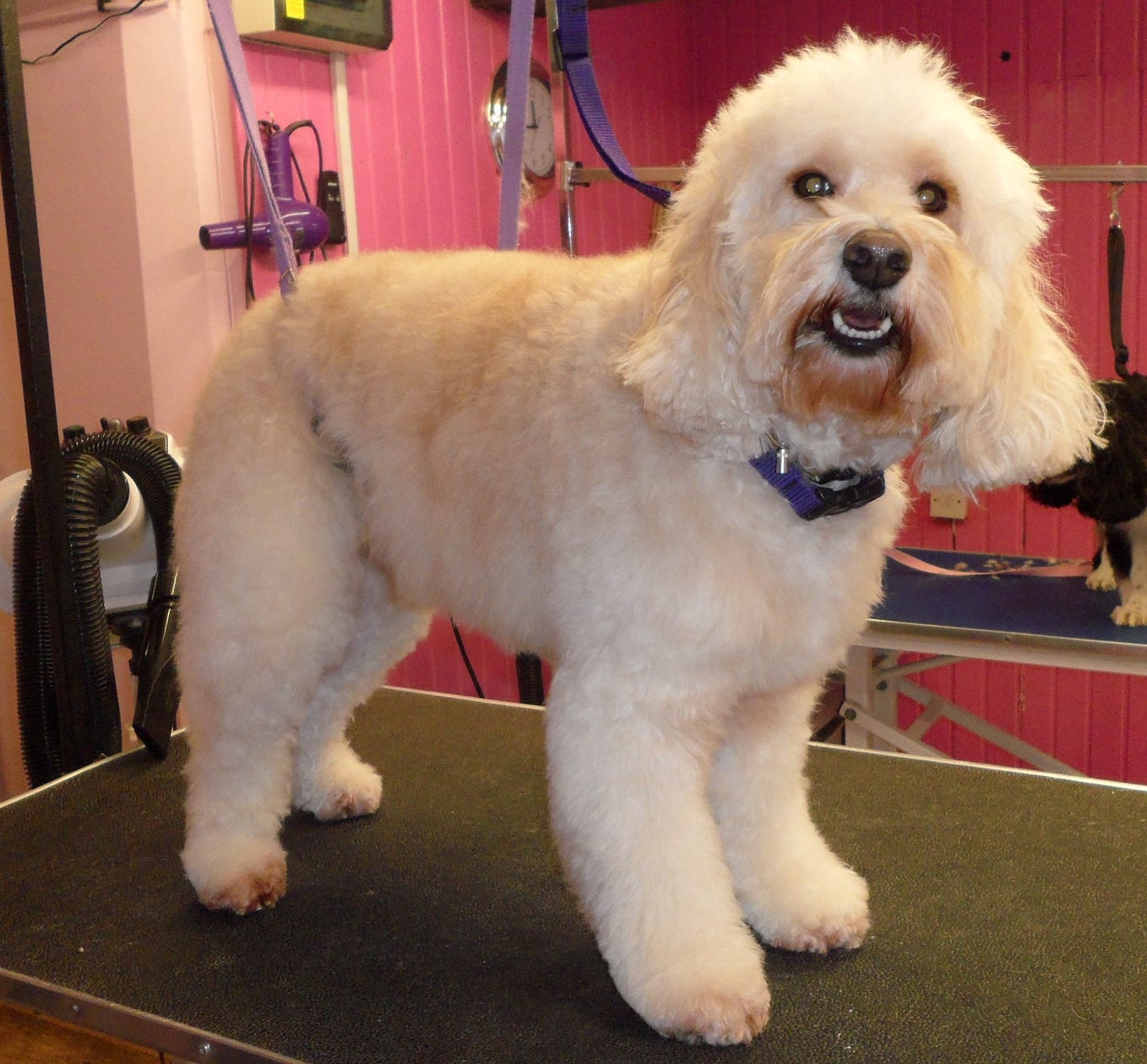 Puppy Grooming Wiltshire. Looking for service for Puppy Grooming… by