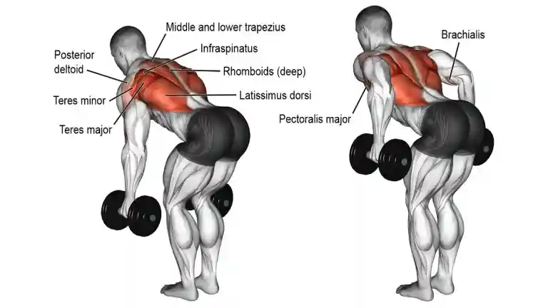 Best Back And Bicep Workout Routines by FIT LIFE REGIME Medium